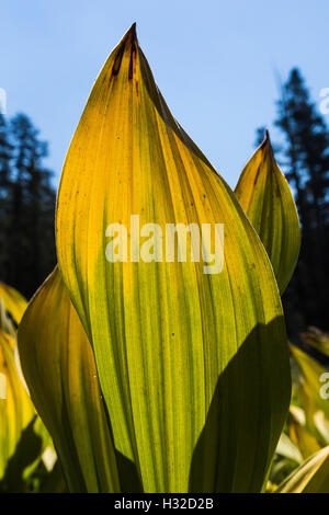 California Veratro nero, Veratrum californicum, aka California giglio di mais in un prato umido e la desolazione deserto, California Foto Stock