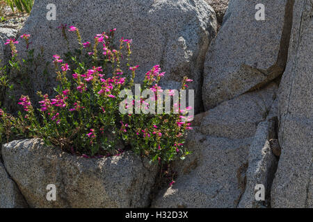 Orgoglio di montagna, Penstemon newberryi var. newberryi, aka Newberry's Penstemon, desolazione deserto, CALIFORNIA, STATI UNITI D'AMERICA Foto Stock