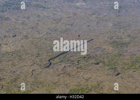 Sierra Garter Snake, Thamnophis couchii, un semi-serpente acquatico in un piccolo lago nel deserto della desolazione, CALIFORNIA, STATI UNITI D'AMERICA Foto Stock