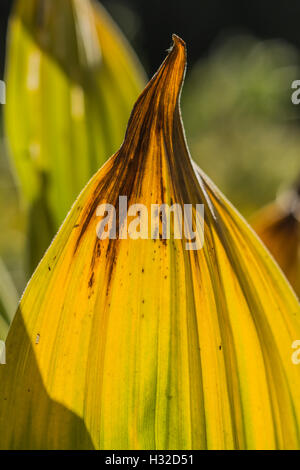 California Veratro nero, Veratrum californicum, aka California giglio di mais in un prato umido e la desolazione deserto, California Foto Stock