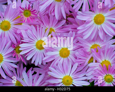 Guardando verso il basso su un grappolo di Pink Daisy. Fa un grande sfondo. Foto Stock