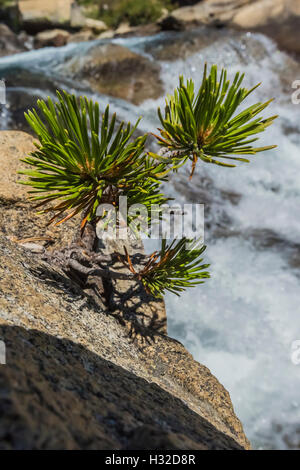 Lodgepole pino, Pinus contorta, Equiseto scende lungo la piramide Creek nella desolazione deserto, Eldorado National Forest, Sier Foto Stock