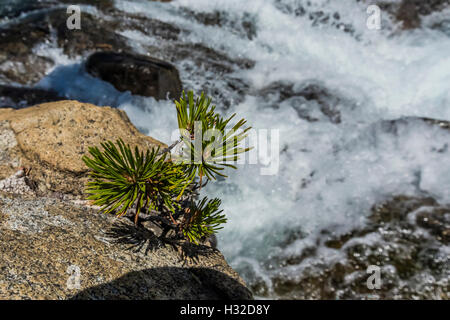 Lodgepole pino, Pinus contorta, Equiseto scende lungo la piramide Creek nella desolazione deserto, Eldorado National Forest, Sier Foto Stock