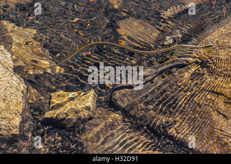 Sierra Garter Snake, Thamnophis couchii, un semi-serpente acquatico lungo la piramide Creek nella desolazione deserto, CALIFORNIA, STATI UNITI D'AMERICA Foto Stock