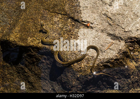 Sierra Garter Snake, Thamnophis couchii, un semi-serpente acquatico lungo la piramide Creek nella desolazione deserto, CALIFORNIA, STATI UNITI D'AMERICA Foto Stock