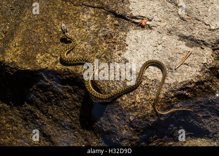 Sierra Garter Snake, Thamnophis couchii, un semi-serpente acquatico lungo la piramide Creek nella desolazione deserto, CALIFORNIA, STATI UNITI D'AMERICA Foto Stock