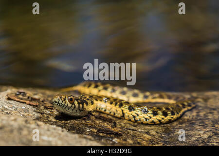 Sierra Garter Snake, Thamnophis couchii, un semi-serpente acquatico lungo la piramide Creek nella desolazione deserto, CALIFORNIA, STATI UNITI D'AMERICA Foto Stock