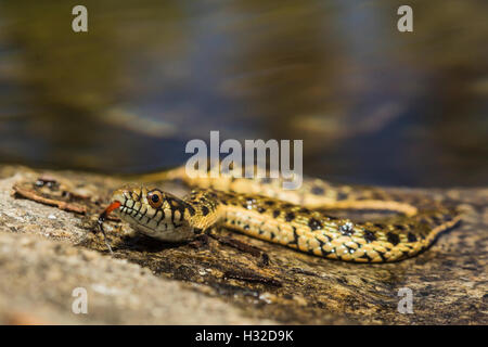 Sierra Garter Snake, Thamnophis couchii, un semi-serpente acquatico lungo la piramide Creek nella desolazione deserto, CALIFORNIA, STATI UNITI D'AMERICA Foto Stock