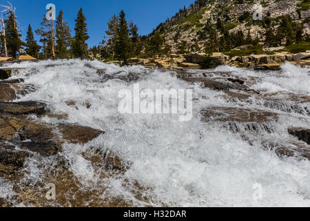 Equiseto scende lungo la piramide Creek nella desolazione deserto, Eldorado National Forest, Sierra Nevada, in California, Stati Uniti d'America Foto Stock