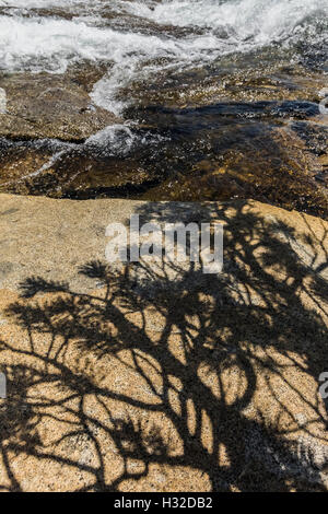 Lodgepole pino, Pinus contorta, ombre sul granito lungo equiseto scende lungo la piramide Creek nella desolazione deserto Eldor Foto Stock