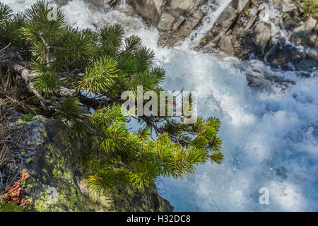 Lodgepole pino, Pinus contorta, Equiseto scende lungo la piramide Creek nella desolazione deserto, Eldorado National Forest, Sier Foto Stock