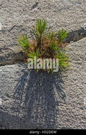 Lodgepole pino, Pinus contorta, crescendo in un crack di granito e la desolazione deserto, Eldorado National Forest, California, Stati Uniti d'America Foto Stock