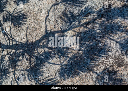 Lodgepole pino, Pinus contorta, ramo ombre sul granito nella desolazione deserto, Eldorado National Forest, California, US Foto Stock