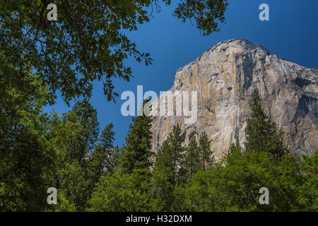 El Capitan da prato in Yosemite Valley, Yosemite National Park, California, Stati Uniti d'America Foto Stock