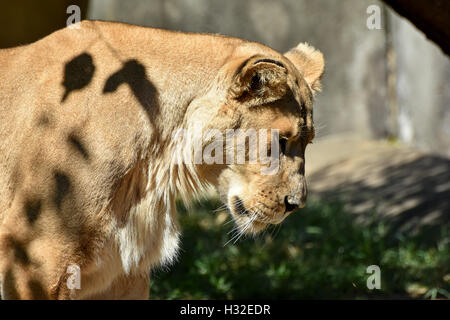 Lion che stabilisce nel sole Foto Stock