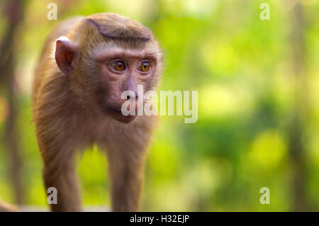 Un close-up, giovani macaca monkey camminando sulla terra con sfondo verde, in Thailandia Foto Stock