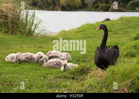 Black Swan con cygnets Foto Stock