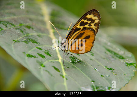 Harmonia Tiger ala di farfalla posata su una foglia Foto Stock