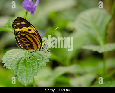 Harmonia Tiger ala di farfalla posata su una foglia Foto Stock