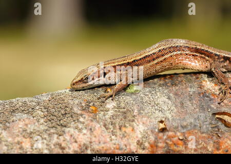 Primo piano della lucertola vivipara ( Zootoca vivipara ) Foto Stock