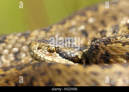Ritratto di rari serpente europeo, il prato ungherese viper ( Vipera ursinii rakosiensis ); questo serpente è elencato nella lista rossa Foto Stock
