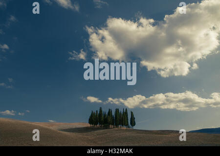 Cipressi su una collina nei pressi di San Quirico, Valdorcia, Toscana, Italia Foto Stock