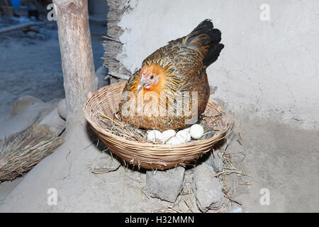 Gallina cestello da cova, Injegaon village, Maharashtra, India Foto Stock