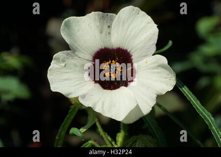 Fiori da Powis Castle Gardens in Galles Foto Stock