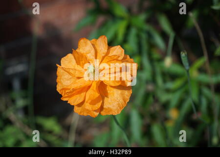 Fiori da Powis Castle Gardens in Galles Foto Stock