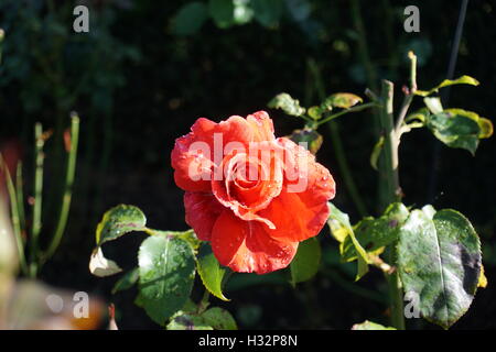 Fiori da Powis Castle Gardens in Galles Foto Stock