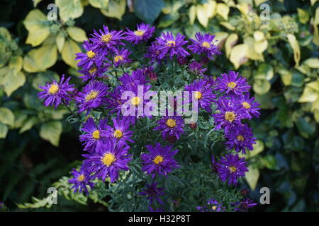 Fiori da Powis Castle Gardens in Galles Foto Stock