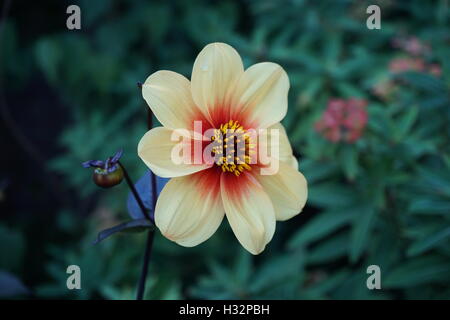 Fiori da Powis Castle Gardens in Galles Foto Stock