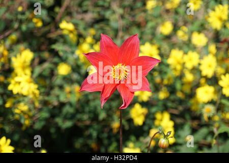 Fiori da Powis Castle Gardens in Galles Foto Stock