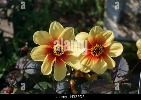 Fiori da Powis Castle Gardens in Galles Foto Stock