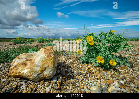 Cley spiaggia ghiaiosa paesaggio con papaveri sul mare. Foto Stock