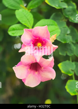 Viola o Bignonia Saritaea magnifica Duyand Foto Stock