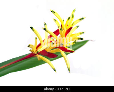 Closeup colpo di Heliconia, Lady di Heliconia, Parrocchetto fiore, o Heliconia psittacorum 'Lady Di' isolato su sfondo bianco Foto Stock