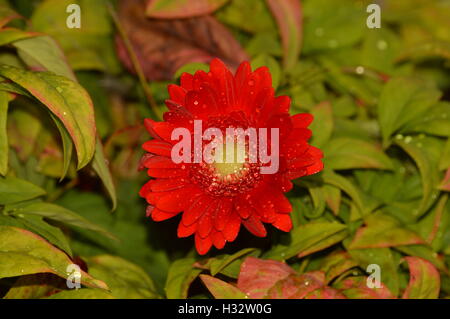 Un fiore rosso con centro verde con acqua di pioggia spruzzi di goccioline su di esso - circondato da verdi morente autunno rosso arancio foglie Foto Stock