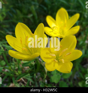 Gewitterblume, Sternbergia Lutea Foto Stock