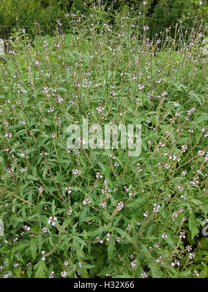 Eisenkraut, Verbene, officinalis, Vervain, Bach-Blueten, Bachbluete Foto Stock