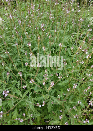 Eisenkraut, Verbene, officinalis, Vervain, Bach-Blueten, Bachbluete Foto Stock