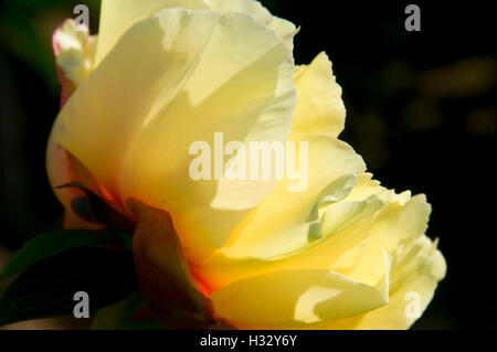 Giardino tesoro peonia, Adelman Peonia giardino, Brooks, Oregon Foto Stock