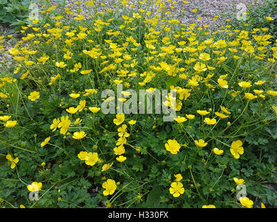 Hahnenfuss; Ranunculus, acris; Scharfer Foto Stock