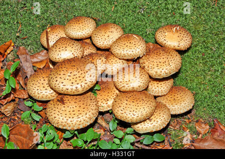 Shaggy Scalycap Fungo (Pholiota squarrosa) Foto Stock