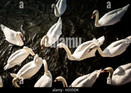 Gli uccelli di una vista di una miriade di cigni insieme di alimentazione Foto Stock