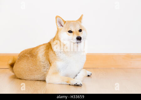 Brown Shiba inu Foto Stock