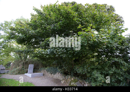 La lapide per Seamus Heaney la sua tomba, con incisa una citazione da una delle sue poesie. Il poeta, da Bellaghy, County Londo Foto Stock