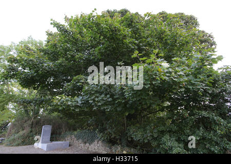 La lapide per Seamus Heaney la sua tomba, con incisa una citazione da una delle sue poesie. Il poeta, da Bellaghy, County Londo Foto Stock