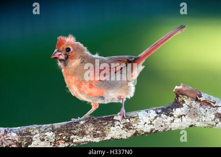 Giovane maschio cardinale posatoi per la filiale Foto Stock