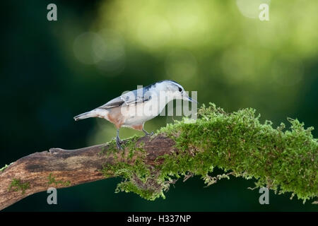 Petto bianco picchio muratore cerca cibo su moss ramo coperti Foto Stock